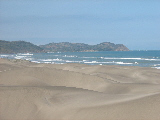 Chachalacas