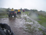 Chachalacas