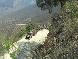 Chachalacas
